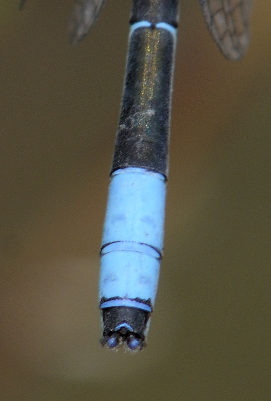 Altre Coenagrion da controllare...